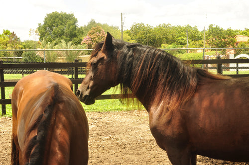 30 Minute Riding Lesson